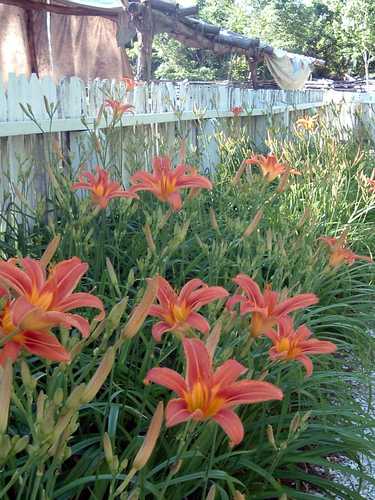 Orange Daylilies Against a White Fence