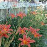 Orange Daylilies Against a White Fence