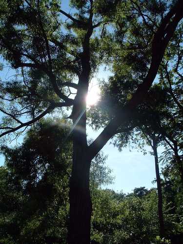Sunlight Through Tall Trees