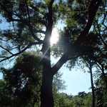Sunlight Through Tall Trees
