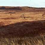 Big Meadow at Dusk