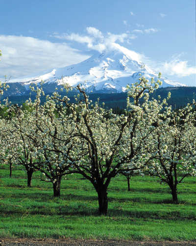 Upper Hood River Valley Orchards