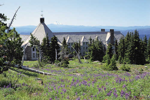 Spring Flowers at Timberline Lodge