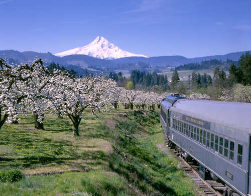 Mount Hood Railroad with Spring Blossoms