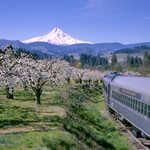 Mount Hood Railroad with Spring Blossoms
