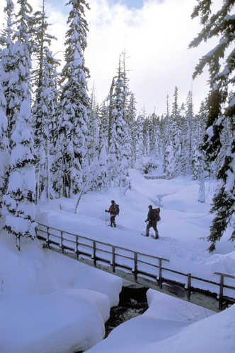 Snowshoeing in the Mt. Hood National Forest