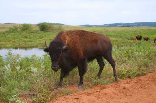 American Bison in Wildlife Refuge