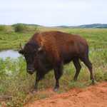 American Bison in Wildlife Refuge
