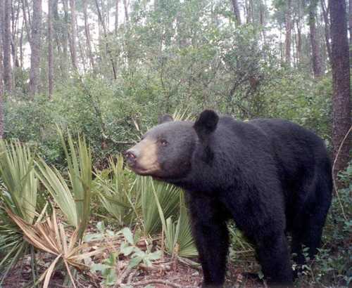 Florida Black Bear in the Ocala National Forest