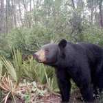 Florida Black Bear in the Ocala National Forest