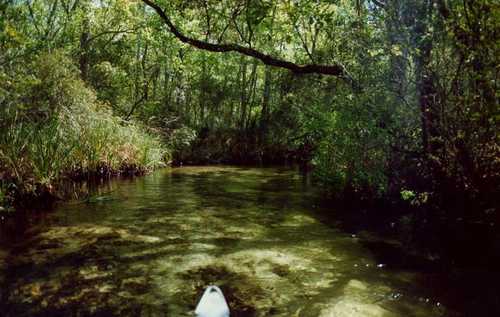 Canoeing Juniper Creek