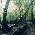 Hardwood Swamp