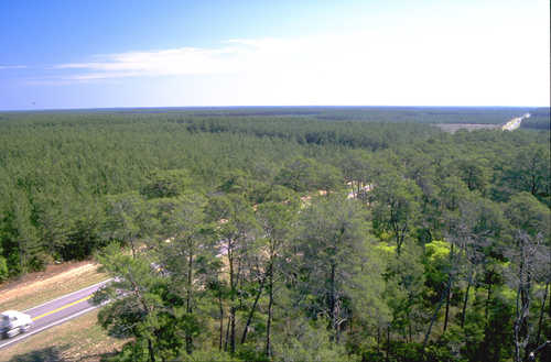 The Florida Black Bear Scenic Byway in the Ocala National Forest