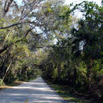 Tree Canopy over the Ormond Scenic Loop & Trail