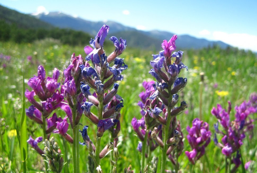 Farley Wildflower Overlook on Cuchara Pass