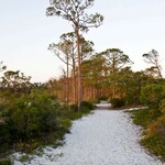 Sandy trail in Topsail Hill Preserve State Park on Scenic 30A in Walton County, Florida