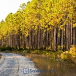 Gravel path in Point Washington State Forest in Walton County, Florida