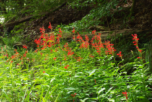 Western Highlands Scenic Byway, NJ, Newark Pequannock Watershed Wildflowers
