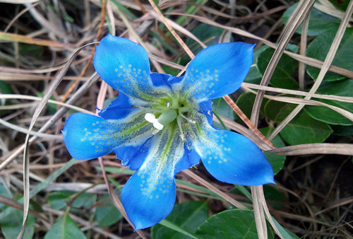 F1bPineBarrensGentian_Pine Barrens BWY-NJ