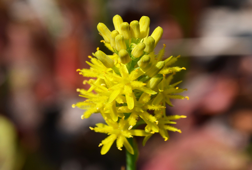 F2bBogAsphodel_Pine Barrens BWY-NJ