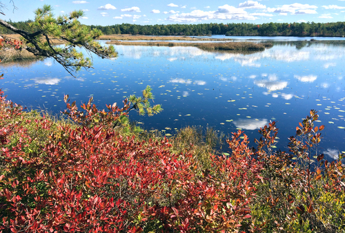 F2cBatonaTrailBog_Pine Barrens BWY-NJ