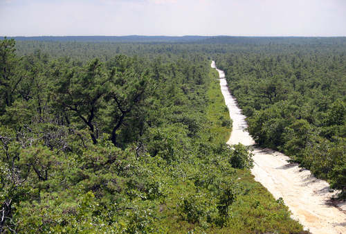 F3cWestPinePlainsinSummer_Pine Barrens BWY-NJ