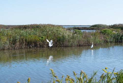 F5cBirdsForsytheRefuge_Pine Barrens BWY-NJ