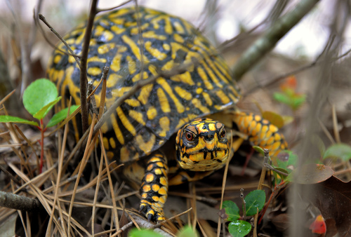 F8cEasternBoxTurtle_Pine Barrens BWY-NJ